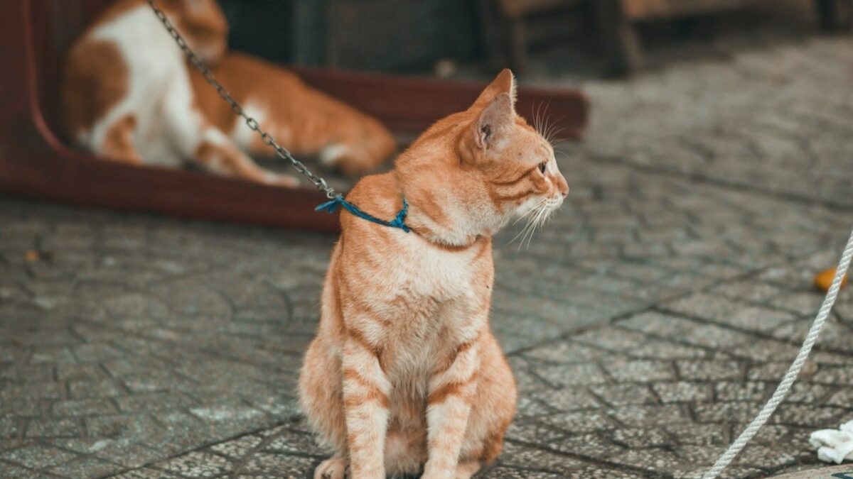 A leashed orange cat outside