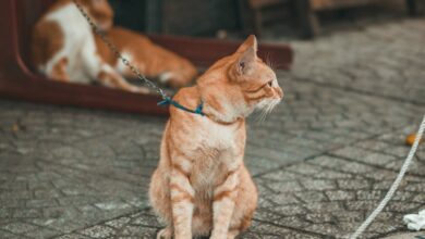 A leashed orange cat outside